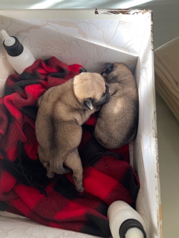 Pug – pugs newborn