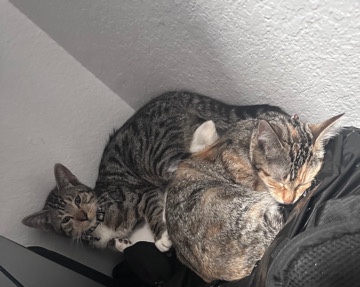 Calico Taci Cats