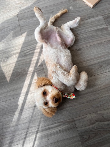 Cavalier King Charles Spaniel – Playful & Obedient Cavapoo Puppy