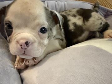 American Bulldog – Striking 7-Week-Old Female American Bully Puppy – West Chicago