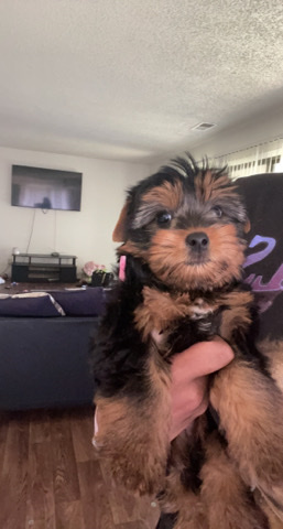 Australian Silky Terrier – puppy needing a new home