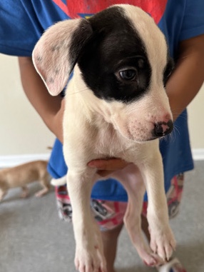 American Pit Bull Terrier – pitbull mixed