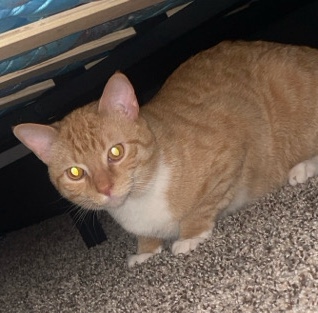 American Shorthair – Adorable 10&14 month old male cats