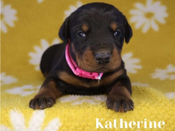 Doberman Pinscher – European Doberman – St. Louis