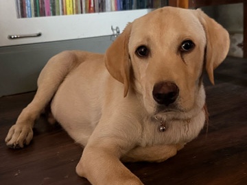 Labrador Retriever – Labrodour For sale – Akola