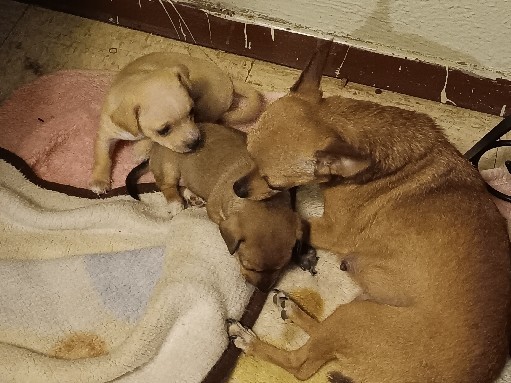 Chihuahua – Adorable Chihuahua Puppies Ready for Their Forever Homes! – La Joya