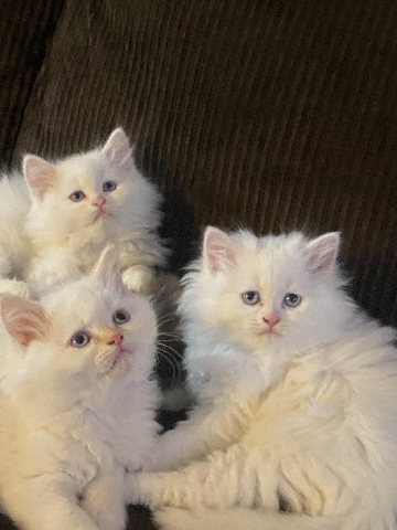adorable chinchilla hymalian kittens $650