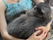 Image of British Shorthair