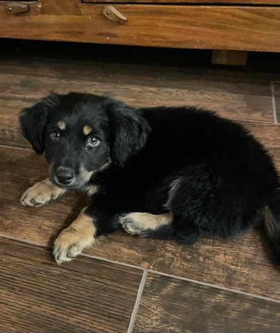 Dachshund – 8 week old Dachshund-terrier