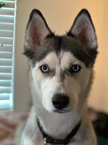 Siberian Husky – 10 Month Old Husky