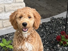 Goldendoodle – Adopt Sweet Honey – Alva