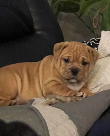 Bully To Rehome