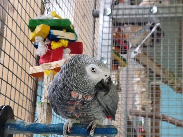 African Gray 