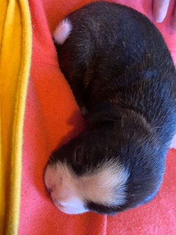 Boston Terrier – selling puppies, text me and let me know