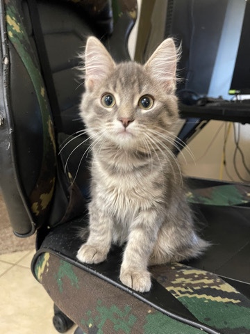 Free kittens to a good home.