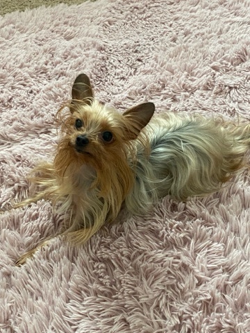 Yorkshire Terrier – Female Yorkie