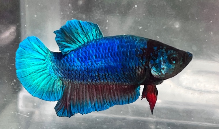 Betta – bettas