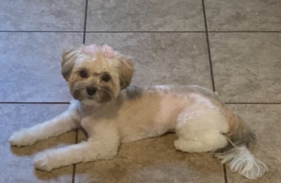 Shih Tzu – Hypoallergenic shih tzu/Poodle mix
