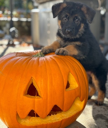 German Shepherd – “Introducing Miss Avara: Your Path to Puppy Love and Elegance”