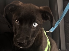 Labrador Husky – Rehoming Leo – Indianapolis