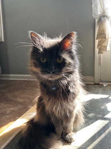 Maine Coon – Cheshire