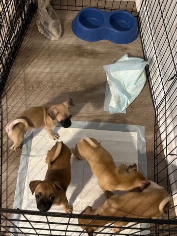Pug – Pugs (mixed I think)