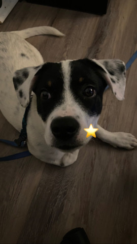 Rehome puppy