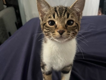 Bengal – kittens half tabby half bengal – Brampton