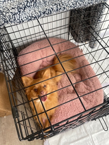 Pomeranian – Pomeranian and Chihuahua mix