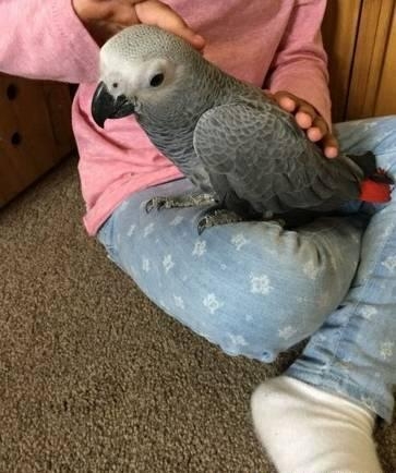 African grey 