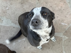Labrador Retriever – Labrador- Blue Heeler – Campbell