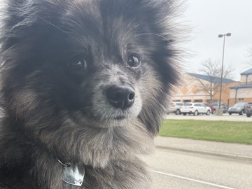 Pomeranian – Blue Merle Pomeranian – Noblesville