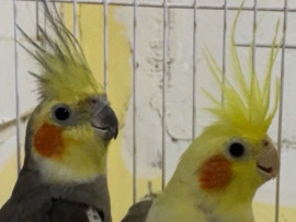 2 birds for sell