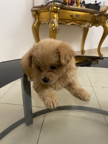 Poodle – poodle puppies