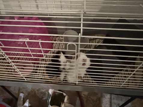 Rehoming 2 Guinea Pigs