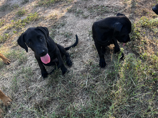 dog