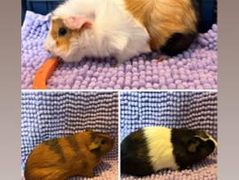 3 Guinea pigs – Dayton