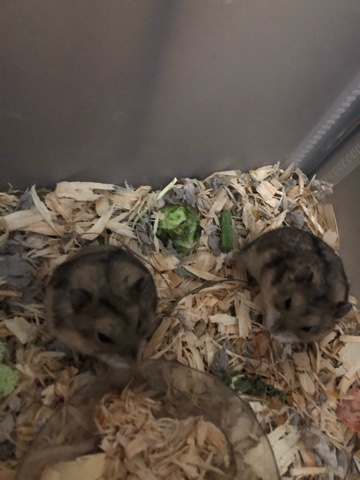 hamster – male dwarf hamsters