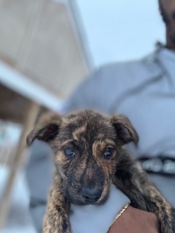 American Pit Bull Terrier – dog for sale need gone asap
