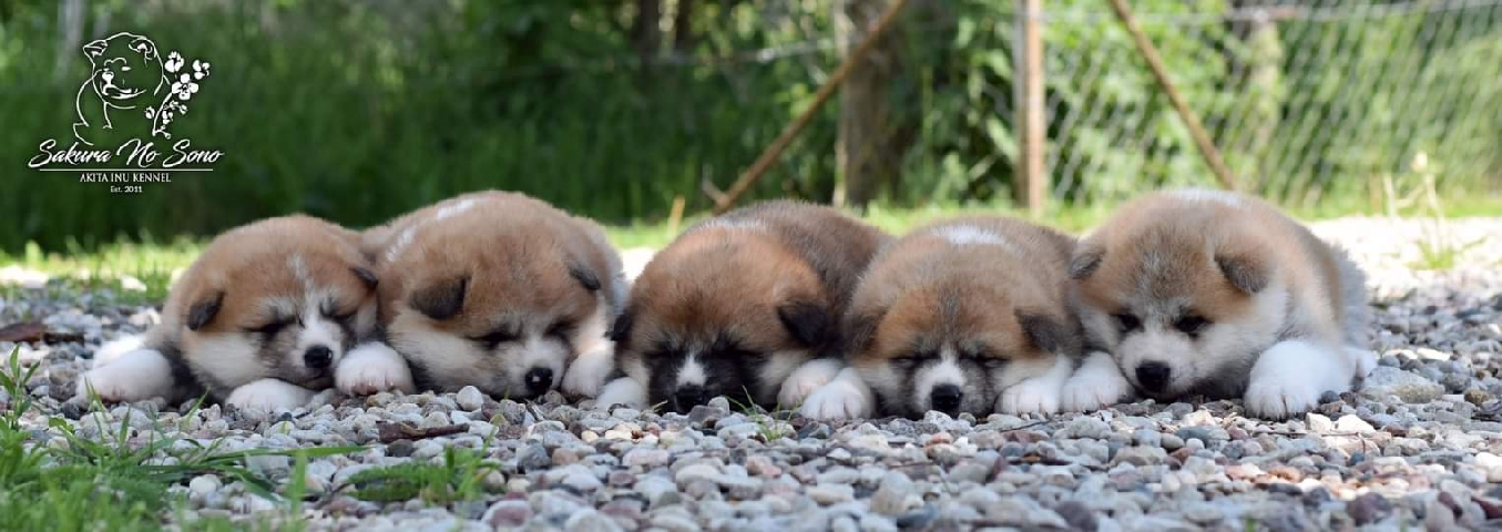 Akita – Japanese Akita Puppy