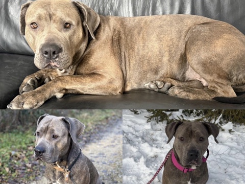 American Bully Hündin Sky sucht ein neues Zuhause – Plochingen