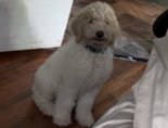 Poodle – Sheepadoodle – Randleman