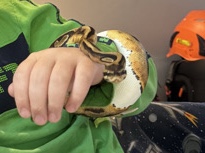 Pied Ball Python Male And Female Available 