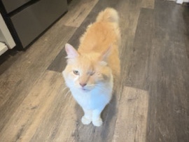 Bagel – Wichita