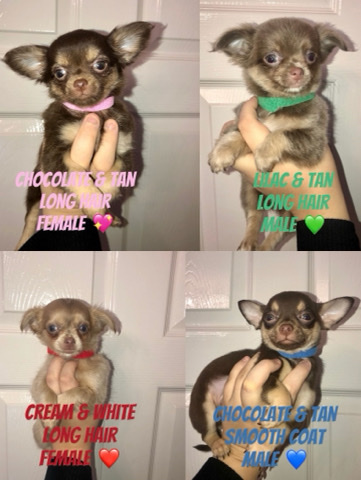 Chihuahua – four chihuahua pups ready for homes