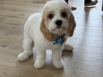 Cavachon – Oliver - Cavachon Puppy – Harrison