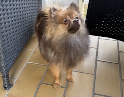 Pomeranian – Zwergspitz – Heidelberg