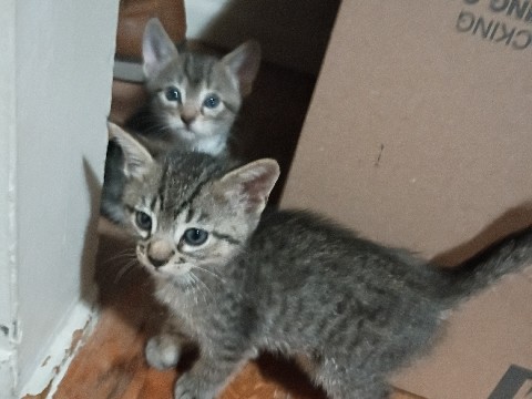 Two kittens for adoption – San Diego
