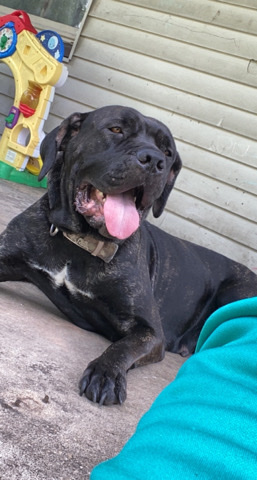 cane corso