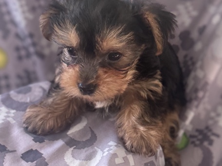 Yorkshire Terrier – Yorkie terrier – Edgewater Park